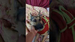 Kaat khaye aur sui lagagi phir dog doglover germanshepherd scoobydoo shorts youtubeshorts [upl. by Llenwahs]