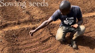 Mastering Capsicum Seed Sowing with Furrow Irrigation and Mulching Techniques DIY viral [upl. by Lipps260]