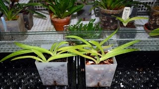 Orchiata vs fir bark mix for paphiopedilum seedlingsexperiment [upl. by Adlanor]