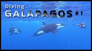 Galapagos diving 01  Orcinus orca [upl. by Dis739]