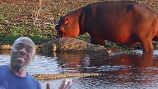 AMAZING Video Of A CROCODILE and And HIPPO Who Are Best Friends [upl. by Araas]