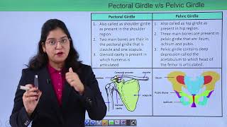 Class10th – Pelvic Girdle vs Pectoral Girdle  Locomotion and Movement  Tutorials Point [upl. by Ragse]