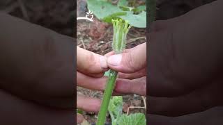 Simple Tree Grafting Tips🍀oldgardenshop garden [upl. by Olracnaig]