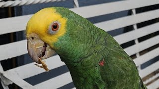 Fito Loro comiendo en el jardín saludos desde Ciudad México [upl. by Moody683]