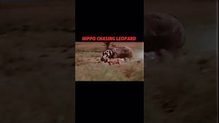 Hippo vs leopard trending animals wildlife shorts leopard hippo shortvideo [upl. by Vick]