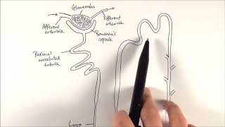 A2 Biology  Nephron structure OCR A Chapter 155 [upl. by Anitap522]