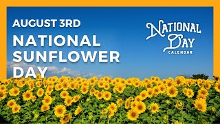 National Sunflower Day  August 3rd  National Day Calendar [upl. by Emee]