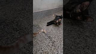 Adorable Black Cat shorts cat catvideos [upl. by Aikem888]