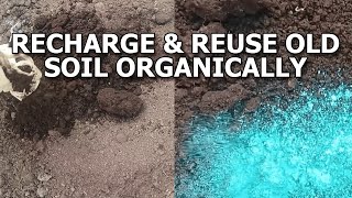 How to Reuse old Potting Soil  Reviving Old Soil For New Plants [upl. by Robers]