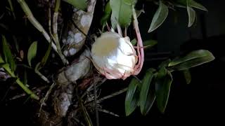 Kadupul Flower blooming timelapse [upl. by Noll3]