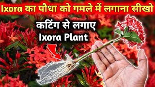 इस तराह से Nursery से लाकर Ixora का पौधा लगाना सीखो  Ixora का पौधा कटिंग से कैसे लगाए  Growth Fast [upl. by Einot]