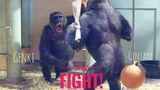 Gorillas Big Fighting And Shouting  Kyoto Zoo [upl. by Yttiy]