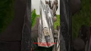 Orthoceras Fossil stone tower  contact on 919898955292  Mautik Sadiwala  wwwzowawicom [upl. by Aihsi883]