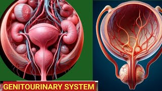 Genitourinary system classification disease and treatment [upl. by Etennaej]