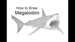 How to draw a Megalodon [upl. by Arualana]