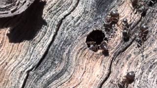 Cornfield Ants Formicidae Lasius alienus in Oak Log [upl. by Safier]