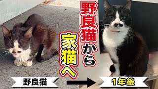 18キロしかない瀕死状態だった猫が幸せを掴むまでの一年間の記録【野良猫から家猫へ】 [upl. by Phyllys]