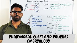 Pharyngeal clefts and Pouches Embryology  PHARYNGEAL APPARATUS [upl. by Ynattir771]