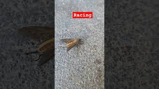 horse fly racing horse fly racing best amazing diy voice music live action funny [upl. by Ahseei]