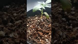 How to fix stunted plants part 2 [upl. by Amiarom52]