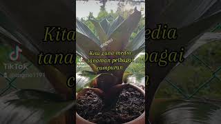 Bromeliad ALCANTAREA Rubra [upl. by Bagger]