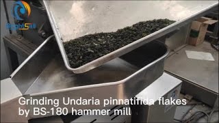 Grinding Dry undaria pinnatifida flakes by BS180 hammer mill into powder [upl. by Edualcnaej]