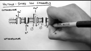 Action Potentials 2  VoltageGated Ion Channels [upl. by Royce]