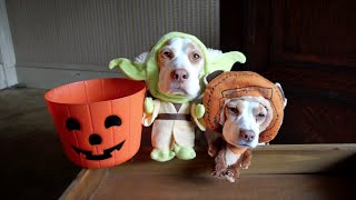 Dogs in Costumes Go TrickorTreating on Halloween Cute Dogs Maymo amp Penny [upl. by Enorel]