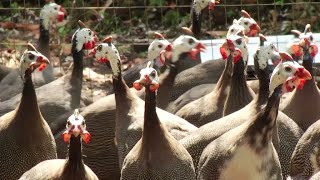 Hechos del Agro  Crianza de gallinas de guinea [upl. by Yllah422]