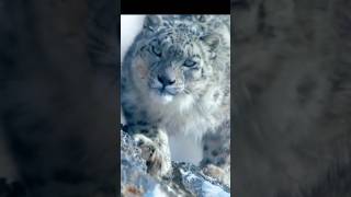 Himalayan Snow Leopard hunting a Mountain Goat 🐆🗻🐏shorts [upl. by Anilejna]