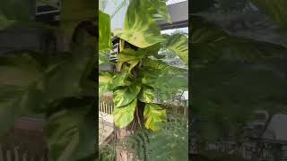 Manila Zoo Philippines travel animals tranding shorts ytshorts youtube [upl. by Devehcoy]