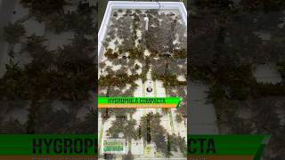 NEW AND IMPROVED HYGROPHILA CORYMBOSA COMPACTA Shop Now [upl. by Oigroeg]