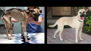 Dog Purposely Starved to Death By Owner Gets Saved Just in Time [upl. by Otrebireh]