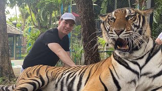 Tigers in Thailand [upl. by Odlo584]