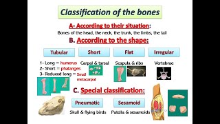 Osteology by dr khaled shoghy [upl. by Wivestad]