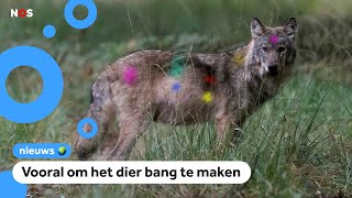 Wolf beschieten met paintball geweren mag toch [upl. by Higley]