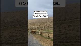 【カナダ】次のwwoof場所、Kamloopsへ。馬と野菜とパンのファーム。 カナダ travel ワーホリ wwoof ファーム 馬 野菜 ガーデン パン [upl. by Atteuqehs]