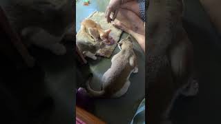 Everyone see Kitten food eating bala amp Lily with dad bhoolu [upl. by Rocca]