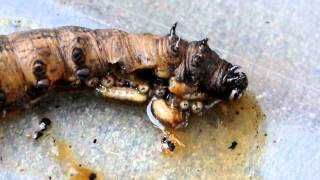 Tachinid maggots consume sphingid caterpillar 1 [upl. by Nitsid]