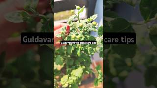 Guldavari flower plant care tipssevantiChrysanthemum gardeningplantflowerlikesharesubscribe😍 [upl. by Ennagem]