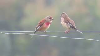 Pintarroxos Carduelis cannabina no pinhal de Cambelas [upl. by Joachima]