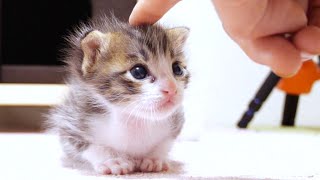 ぬいぐるみみたいにちょこんと座っていた子猫はナデナデされて嬉しそう【赤ちゃん猫 保護猫】 [upl. by Wetzell]