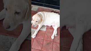 45 days ജൂലി പ്രെഗ്നന്റ് 😍❤️dog shorts doglover aavesham [upl. by Elias]