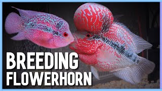 Easy way to Successfully Breed Flowerhorn in Aquarium [upl. by Ettenig]