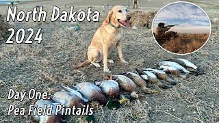 Duck Hunting North Dakota 2024  Day One  Pea Field Pintails [upl. by Saucy]