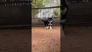 Cocopanda music apt dog husky siberianhusky [upl. by Linson865]