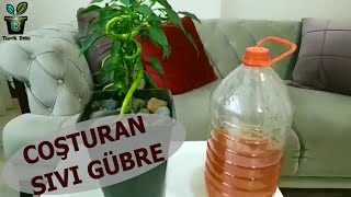 SIVI GÜBRE  EVDE BİTKİ COŞTURAN SIVI GÜBRE NASIL YAPILIR [upl. by Marice]