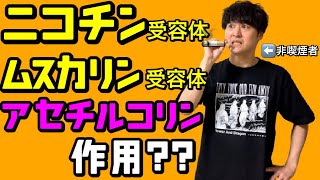 超絶わかりやすい！！アセチルコリン受容体 ニコチン受容体 ムスカリン受容体 神経の生理12【解剖生理学57】【薬理学】 [upl. by Ier877]