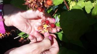 Japanese Wineberry What Is It and How It Tastes [upl. by Azzil]