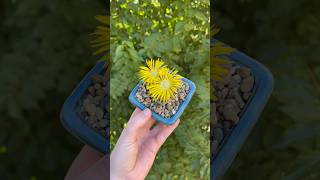 Lithops in bloom [upl. by Atinrahc779]